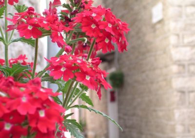 balcone fiorito ad Aggius, Sardegna. Dettaglio