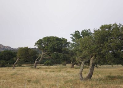 querce piegate dal vento ad Aggius, Sardegna